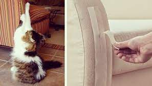 kedi mirlamasinin iyilestirici gucu artik bilimsel olarak kanitlandi kedi mirlamasi hem kulagimiz araciligiyla hem de dokundugumuzda kedi instagram kanepeler