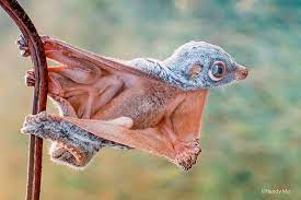 This Beautiful Little Guy Is A Colugo Also Known Misleadingly As A Flying Lemur They Can T Actually Fly But S Unusual Animals Animals Beautiful Weird Animals