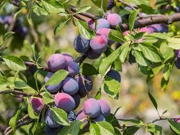 Varieties of insititia are found across europe, but the name damson is derived from and most commonly applied to forms that are native to great britain. How To Grow Plums Damsons And Gages Lovethegarden