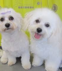 Hot Doggity Grooming