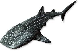 Coloring pages (printer needed) du bois falcon coloring page. Georgia Aquarium Visit Today Georgia Aquarium In Downtown Atlanta