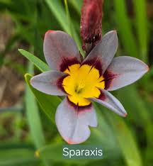 Image result for Sparaxis