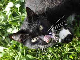 Serve ¼ cup of the tea to your. Catnip For Cats Is More Than A Treat Training Stress Buster More