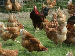 Download proiect model ferma gaini ouatoare. Bogdan Parvu 21 De Ani Creste 2000 De GÄƒini Free Range Si Vinde OuÄƒle La PiaÅ£Äƒ