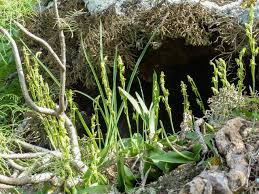 Image result for Habenaria pasmithii