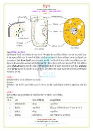Under the microscope, an animal cell shows many different parts called organelles, that work together to keep the cell functional. Ncert Solutions For Class 8 Science Chapter 8 Hindi English 2021 2022