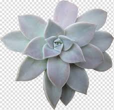 Succulents or cactus in desert botanical garden for decoration and agriculture design. Transparent Transparent Background House Plant Succulent Clipart Novocom Top