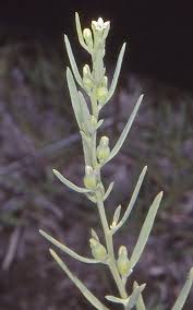 Image result for Thesium