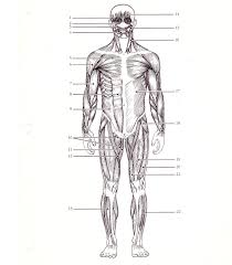 Muscle fibers are covered by the endomysium. A Diagram Of The Muscular System Koibana Info Muscular System Muscle Diagram Muscular System Labeled