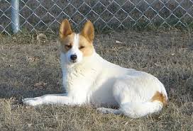 Presentation by svenska kennelklubben, october 2019. Dog Norrbottenspitz Or Norrbottenspets Breeding Puppy Available