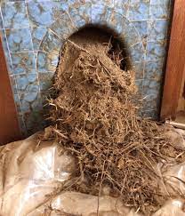 When the bird reaches the fireplace you can gently take it out and bring outside. Nests In Your Chimney Can Be A Big Problem Find A Chimney Sweep