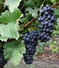 Grape Variety Identification Osu Extension Service