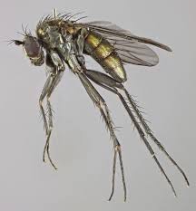 Image result for Dolichopentas