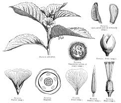 Image result for Tricliceras