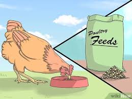 Okay, chickens are great.but are they right for you? How To Take Care Of Chickens With Pictures Wikihow
