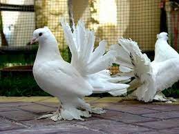جميع أنواع الحمام بالصور fantail pigeon pigeon bird beautiful birds