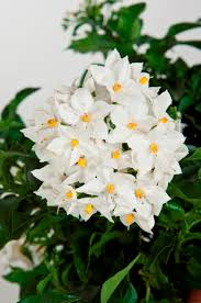 Solanum Jasminoides Viridea