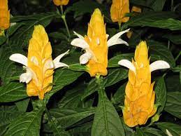 Golden Shrimp Plant Lollipop Plant Pachystachys Lutea Indoor Flowering Plants Plants Fragrant Plant