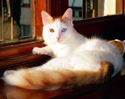 իրական վանա կատուները Real Van Cats Nastoyashie Van Koshek Turkish Van Cats Turkish Van Cats