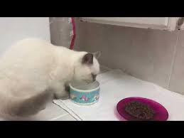 Yavru Kedi Bakimi Ve Gerekli Malzemeler Youtube