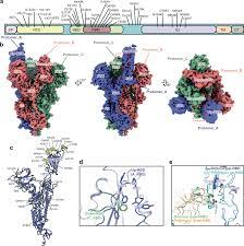 Omicron SARS-CoV-2 mutations stabilize spike up-RBD conformation and lead  to a non-RBM-binding monoclonal antibody escape | Nature Communications