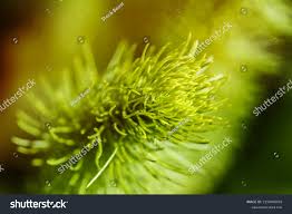 Image result for Phymaspermum