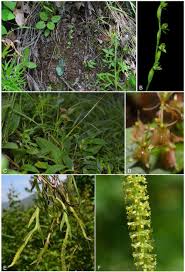 Image result for Habenaria riparia