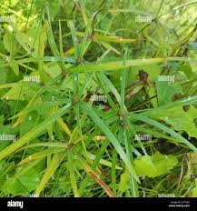 Image result for Kyllinga cartilaginea