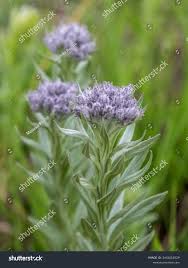 Image result for Vernonia natalensis