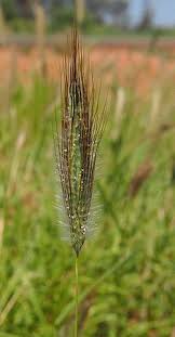 Image result for Dichanthium sericeum