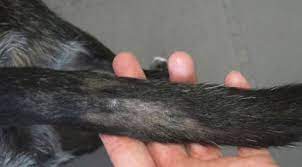 My Dog S Tail Is Losing Fur What Should I Do Our Fit Pets