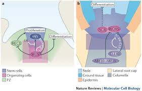 Maybe you would like to learn more about one of these? Plant And Animal Stem Cells Similar Yet Different Nature Reviews Molecular Cell Biology