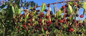 Maples tend to keep growing well into fall, so late fall, just as the canopy becomes bare, is the best time to transplant. Foraging In Minnesota Black Cherry Never A Goose Chase