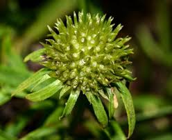 Image result for Pascalia glauca