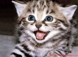 Struktur umum dari descriptive text antara lain: Contoh Descriptive Text About My Cat Dan Artinya