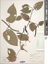 Image result for Belonophora coffeoides