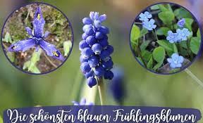 Check spelling or type a new query. Blaue Fruhlingsblumen Die Schonsten 20 Blumen Gartenlexikon De