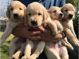 Saglikli Golden Retriever Besleme Tuyolari