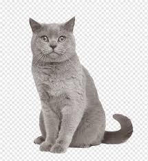 Kucing longhair mempunyai lapisan rambut tipis dibawah lapisan rambut yang panjang. Shorthair Inggris Shorthair Amerika Exotic Shorthair Colorpoint Shorthair Bobtail Jepang Anak Kucing Mamalia Kucing Seperti Mamalia Hewan Png Pngwing