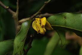 Image result for Polyceratocarpus gossweileri