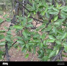 Image result for Spirostachys