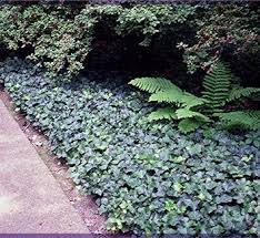 Image result for Helixanthera garciana