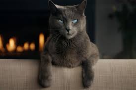 Maybe you would like to learn more about one of these? Sheba Ad By Amv Will Make You Think Of The Song Hungry Eyes In A Totally Different Way Ad Age