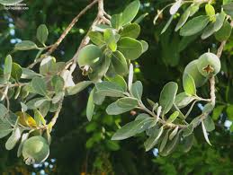 Image result for Feijoa sellowiana