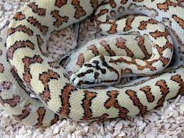 Beautiful Jag Carpet Python Reptile Snakes Cute Snake Amphibians