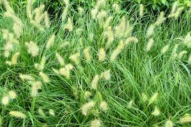 It is important to be aware of restrictions with prowl. Foxtail Grass Poisoning In Horses Symptoms Causes Diagnosis Treatment Recovery Management Cost