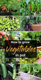 How To Grow Vegetables In Pot Best Vegetable For Container Gardening Growing Vegetables In Pots Growing Vegetables In Containers Container Gardening Vegetables