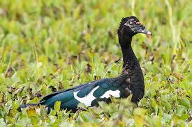Pin On Ducks