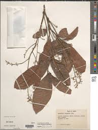 Image result for Aporrhiza