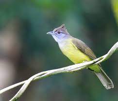 Burung cucak jenggot merupakan jenis pekicau yang sering masuk dalam arena kontes. Daftar Harga Burung Cucak Jenggot Terbaru September 2020